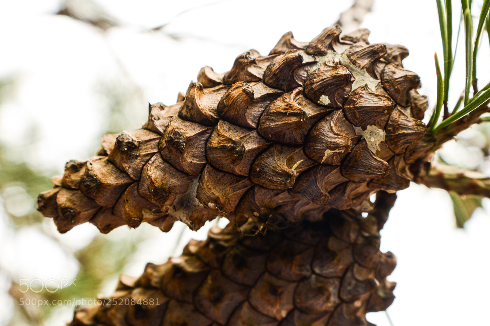 Nikon D3200 sample photo. Pine cone photography