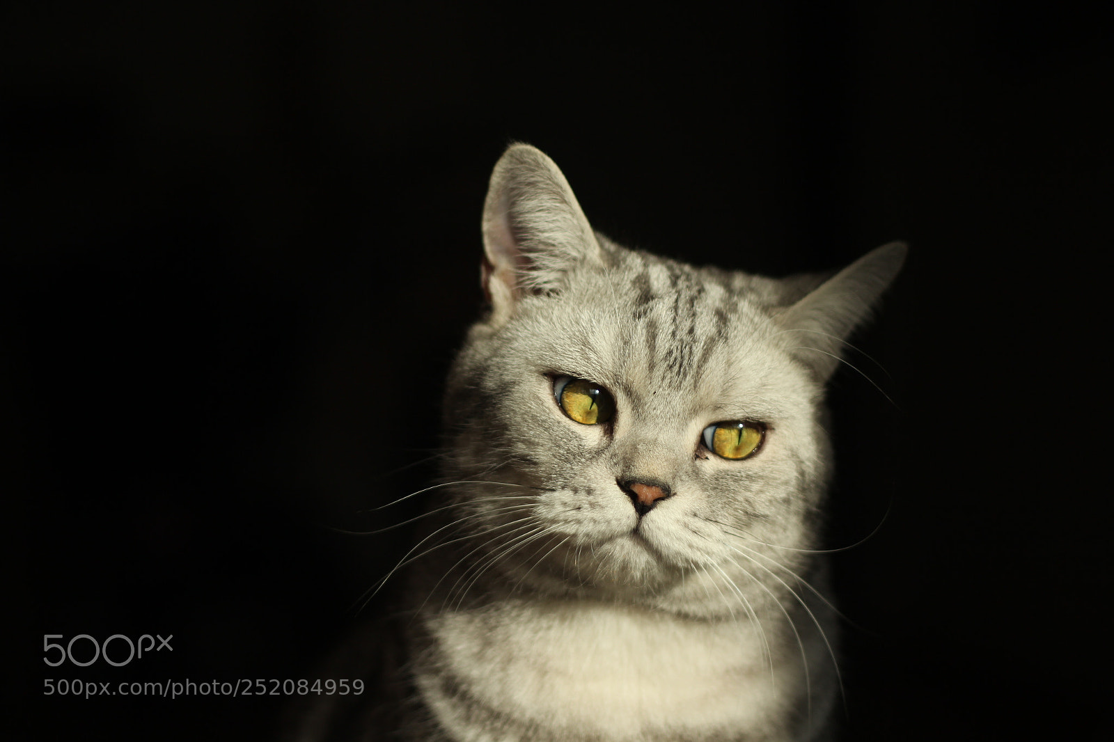 Canon EOS 600D (Rebel EOS T3i / EOS Kiss X5) + Canon EF 50mm F1.8 II sample photo. My cat seems a photography