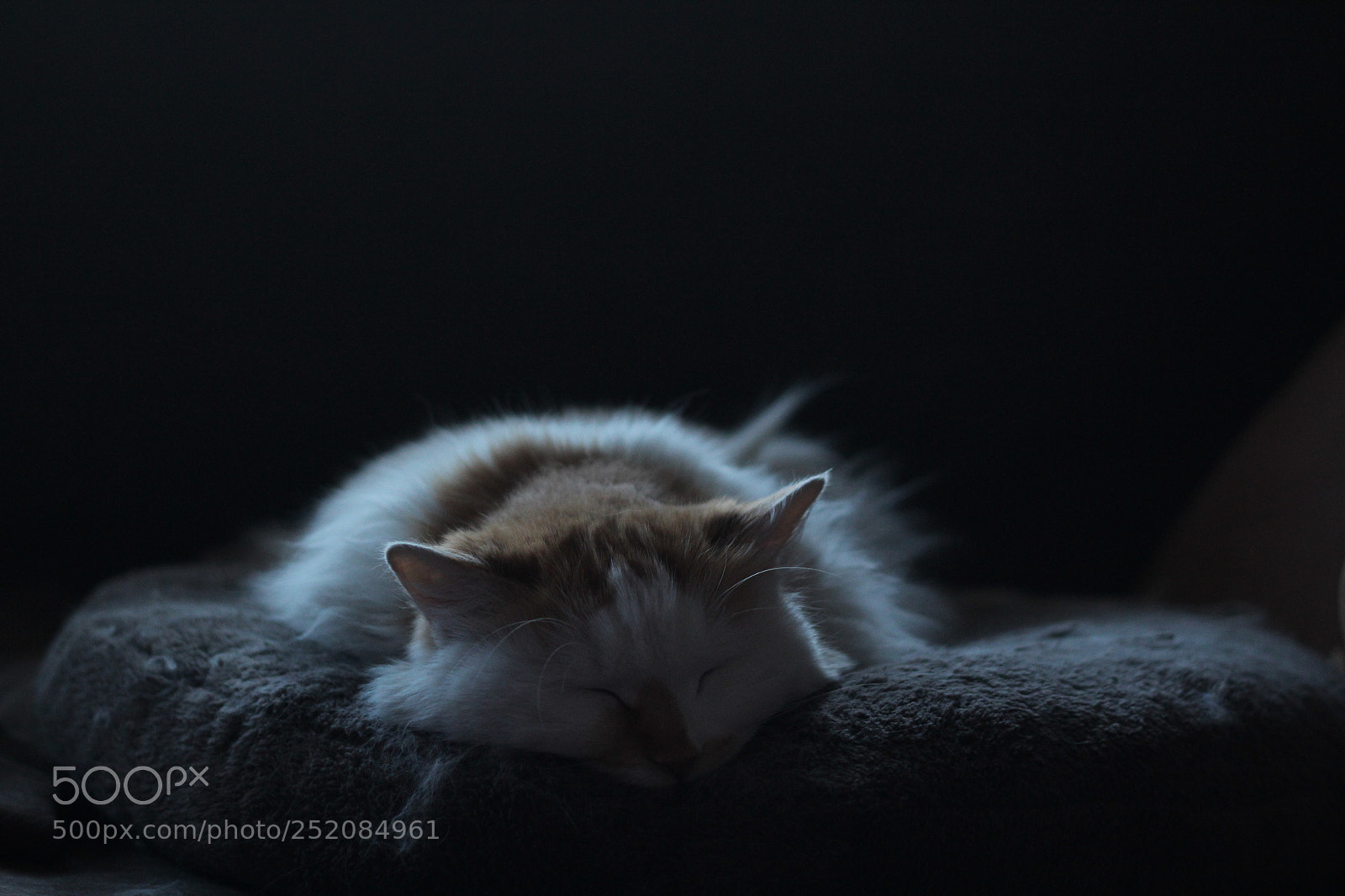 Canon EOS 600D (Rebel EOS T3i / EOS Kiss X5) + Canon EF 50mm F1.8 II sample photo. My cat like a photography