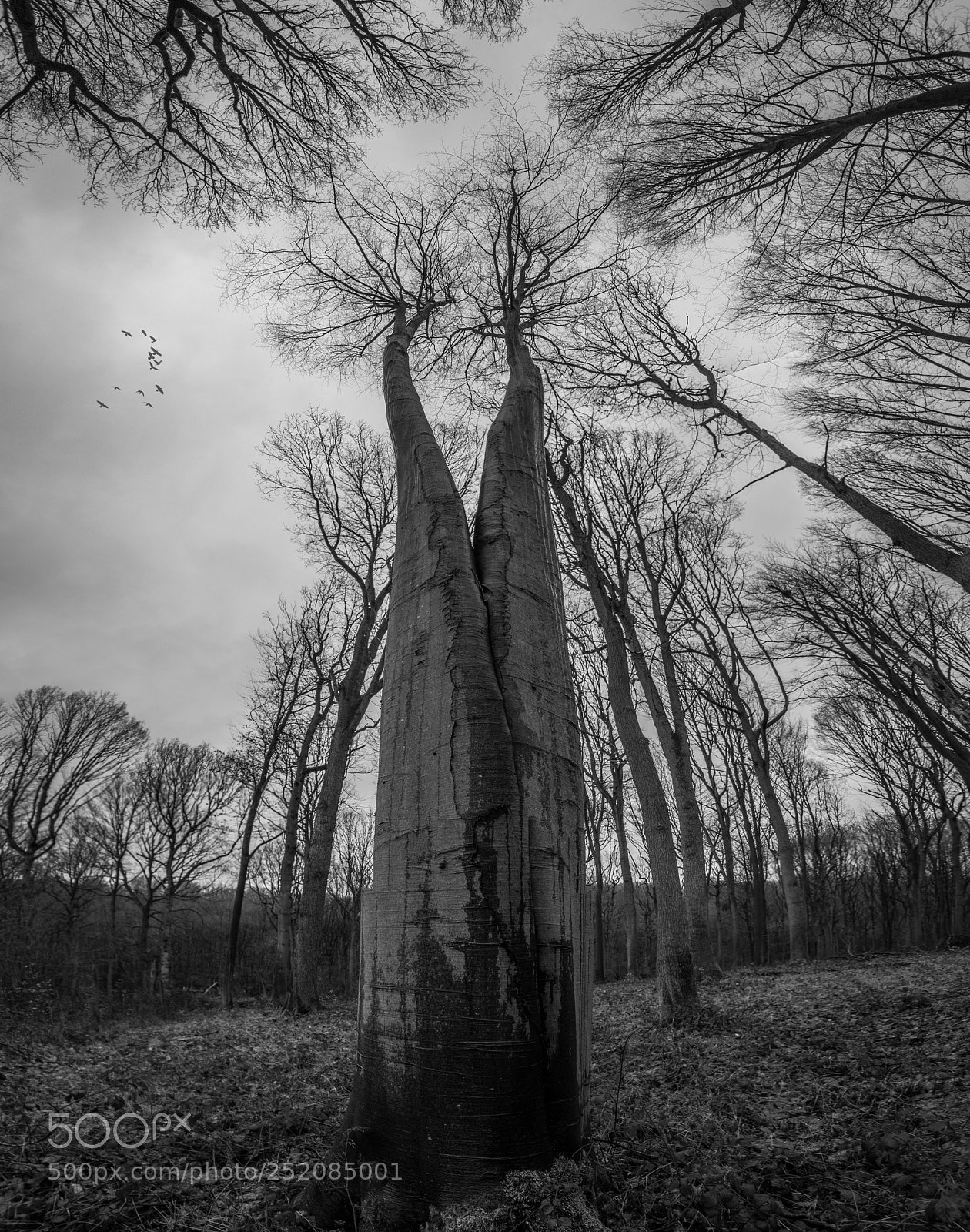Canon EOS 60D sample photo. Tree photography