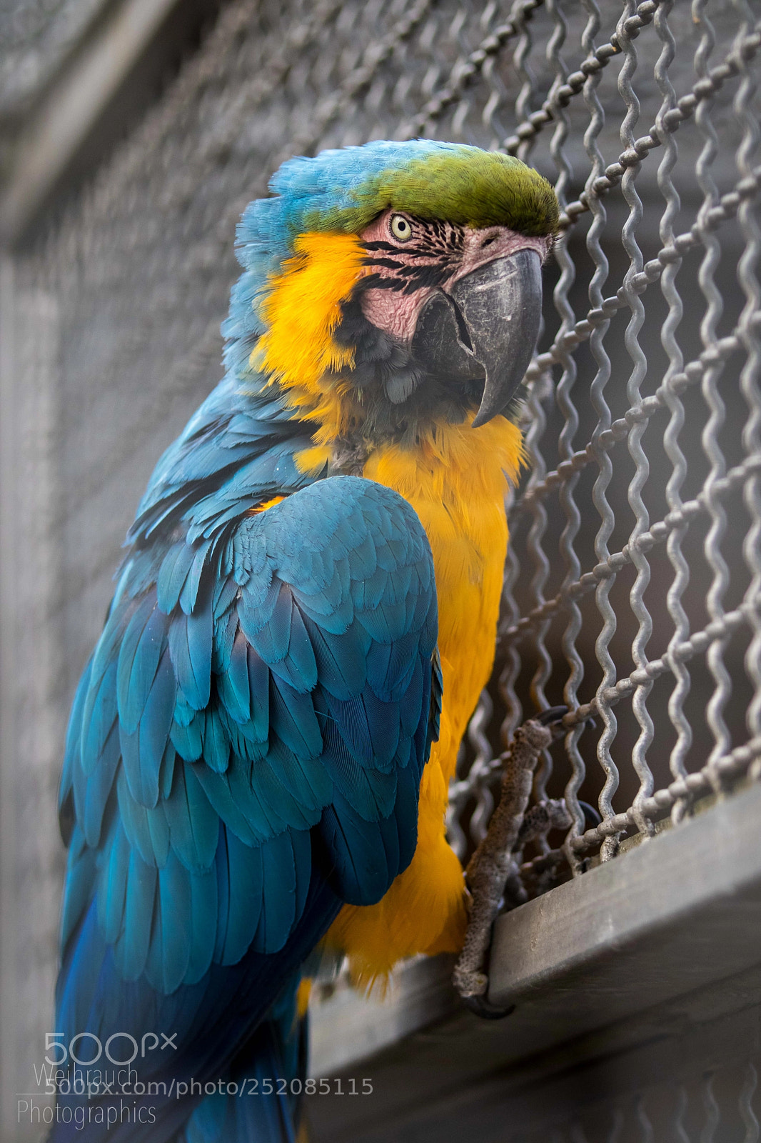 Canon EOS 77D (EOS 9000D / EOS 770D) sample photo. Ara parrot photography