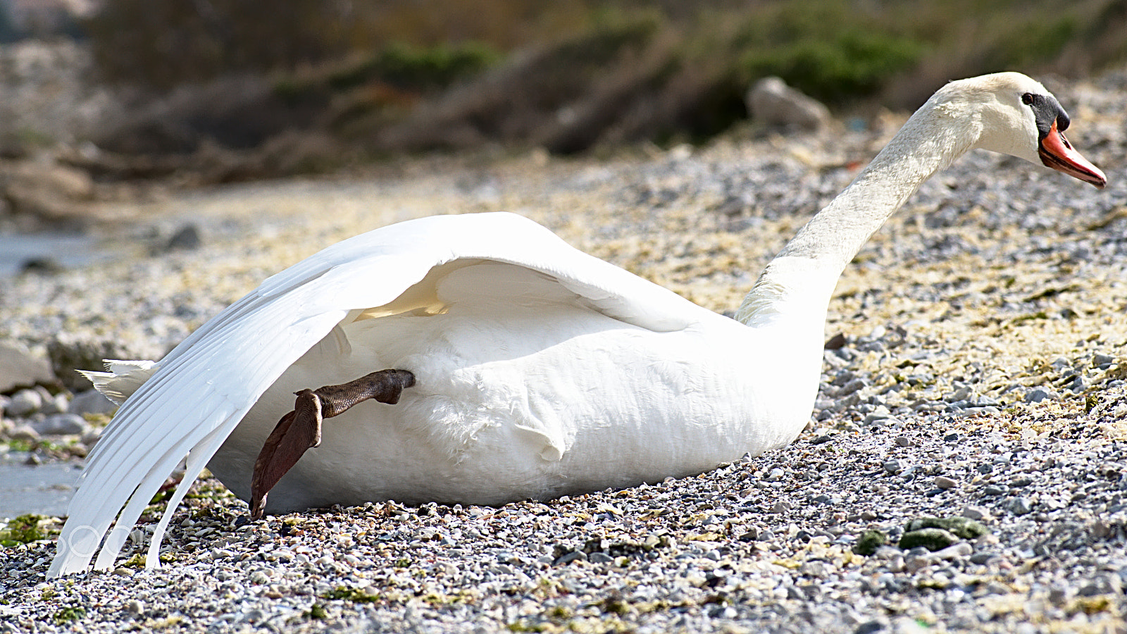 Nikon D5600 sample photo. Swan photography