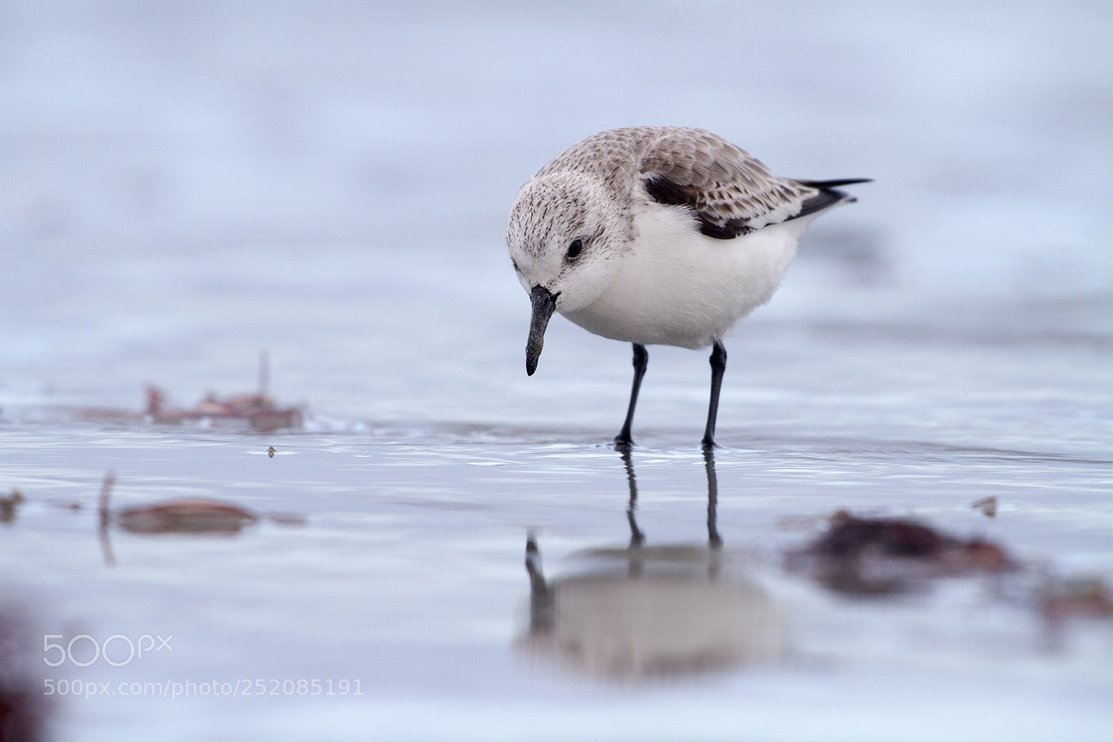 Canon EOS 7D sample photo. Beacasseau sanderling photography
