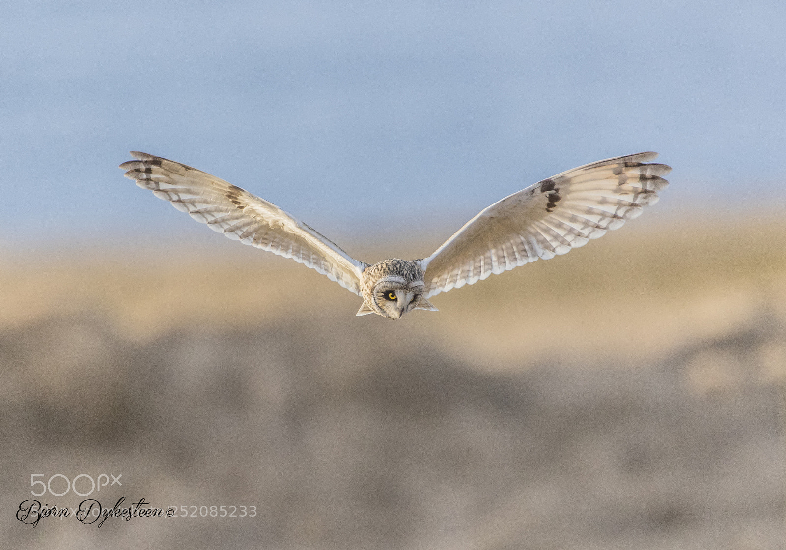 Canon EOS-1D X Mark II sample photo. Hunting short-eared owl photography