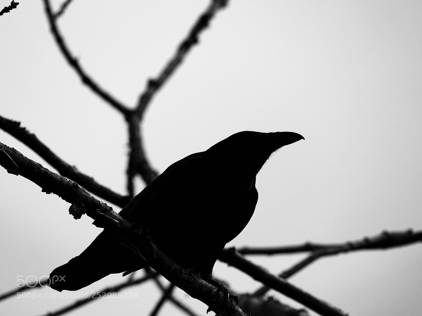 Panasonic Lumix DC-GH5 sample photo. Corbeau monochrome photography