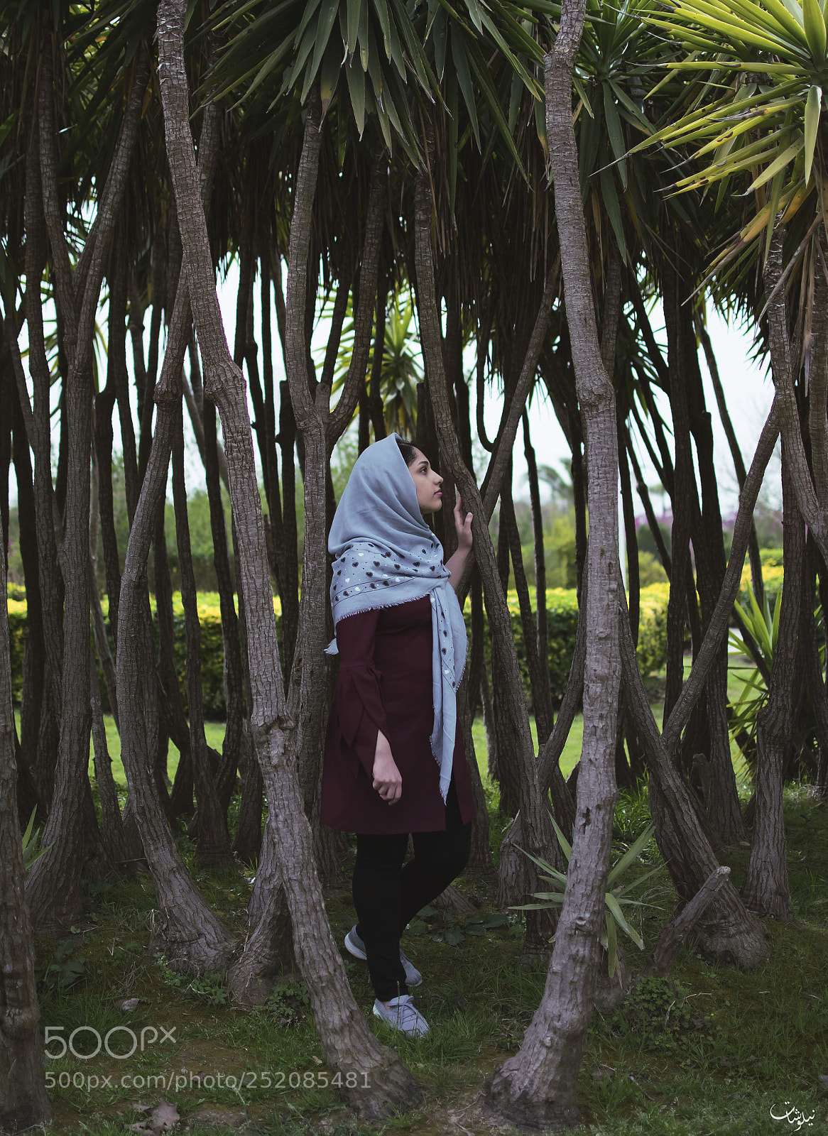 Nikon D3300 sample photo. Trees photography