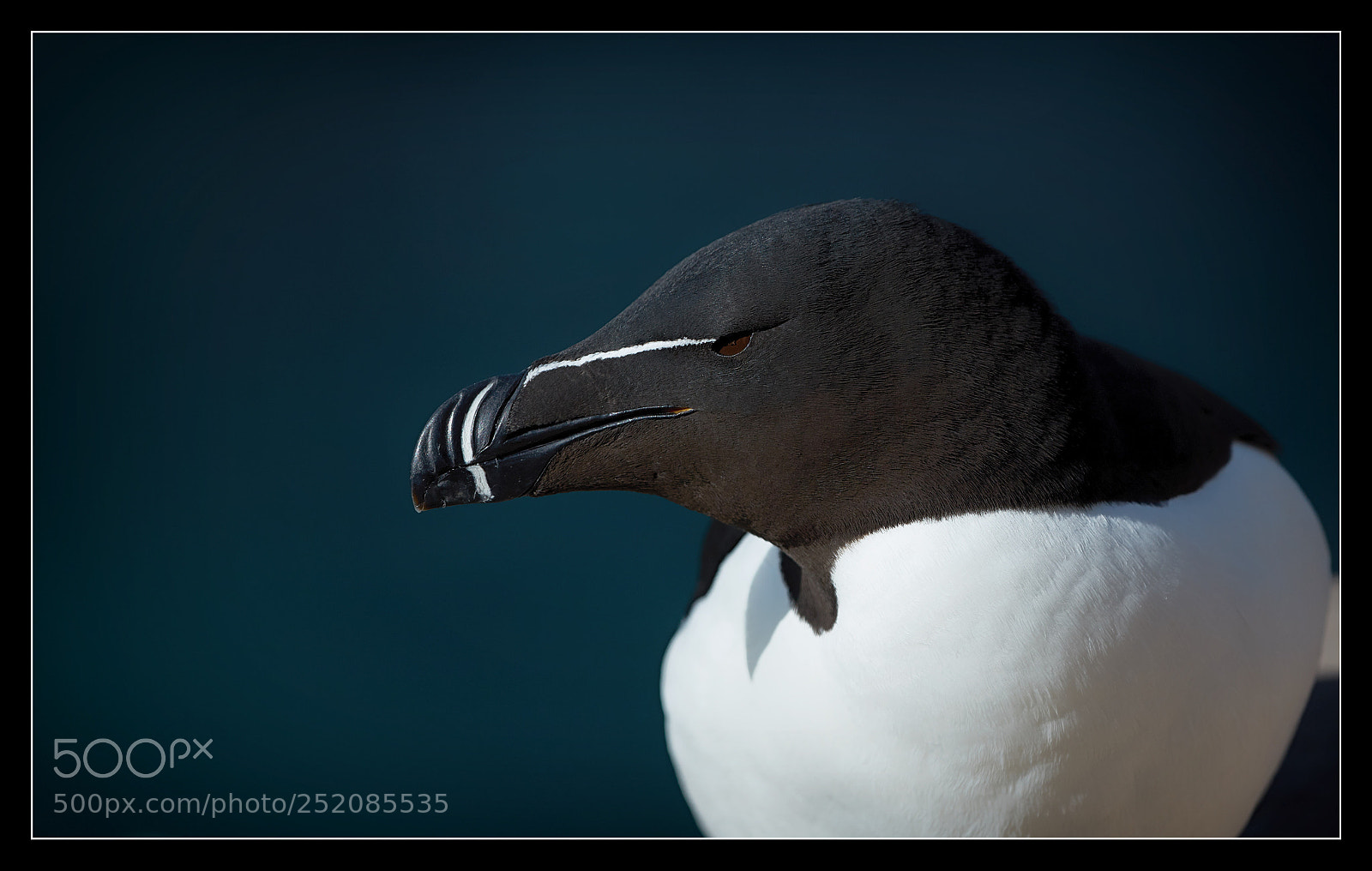 Canon EOS 5DS R sample photo. Razorbill portrait photography