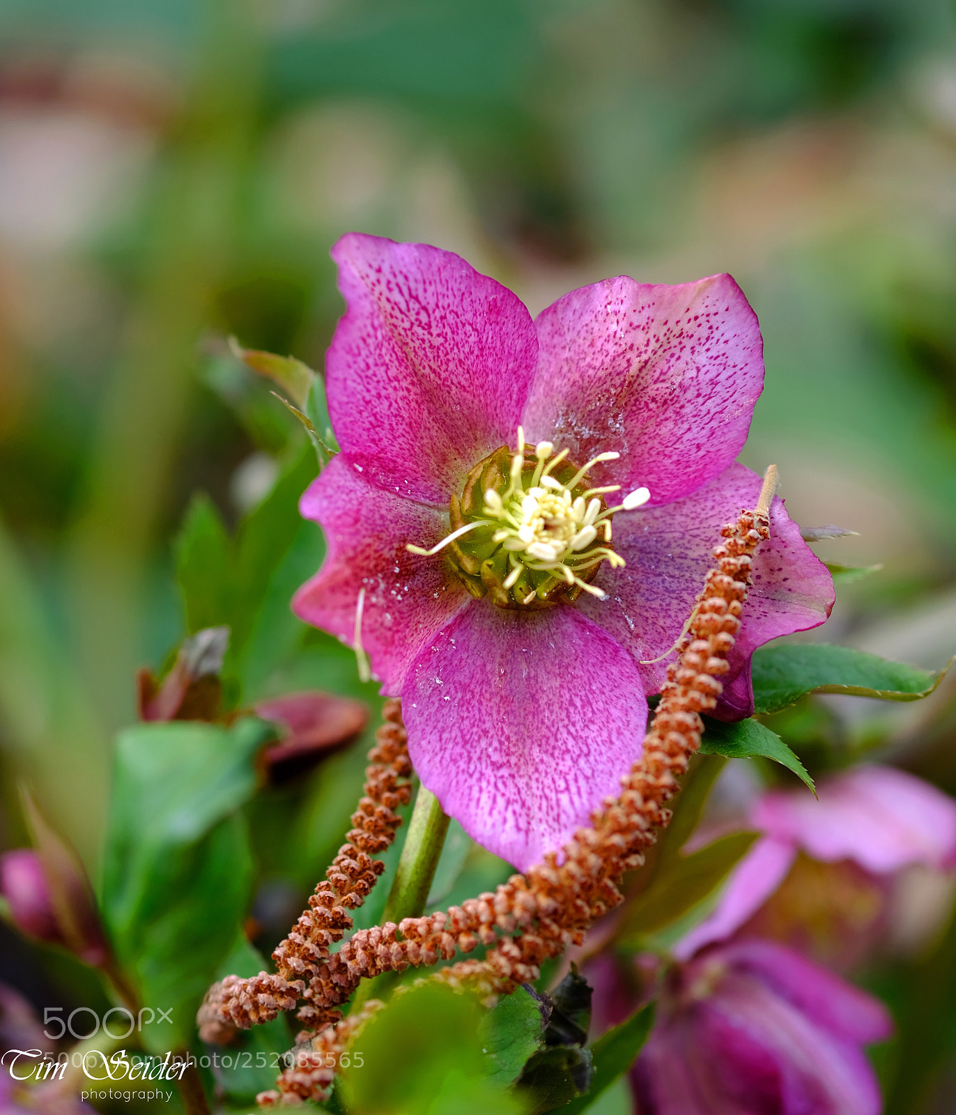 Fujifilm X-T20 sample photo. Spring blossom photography