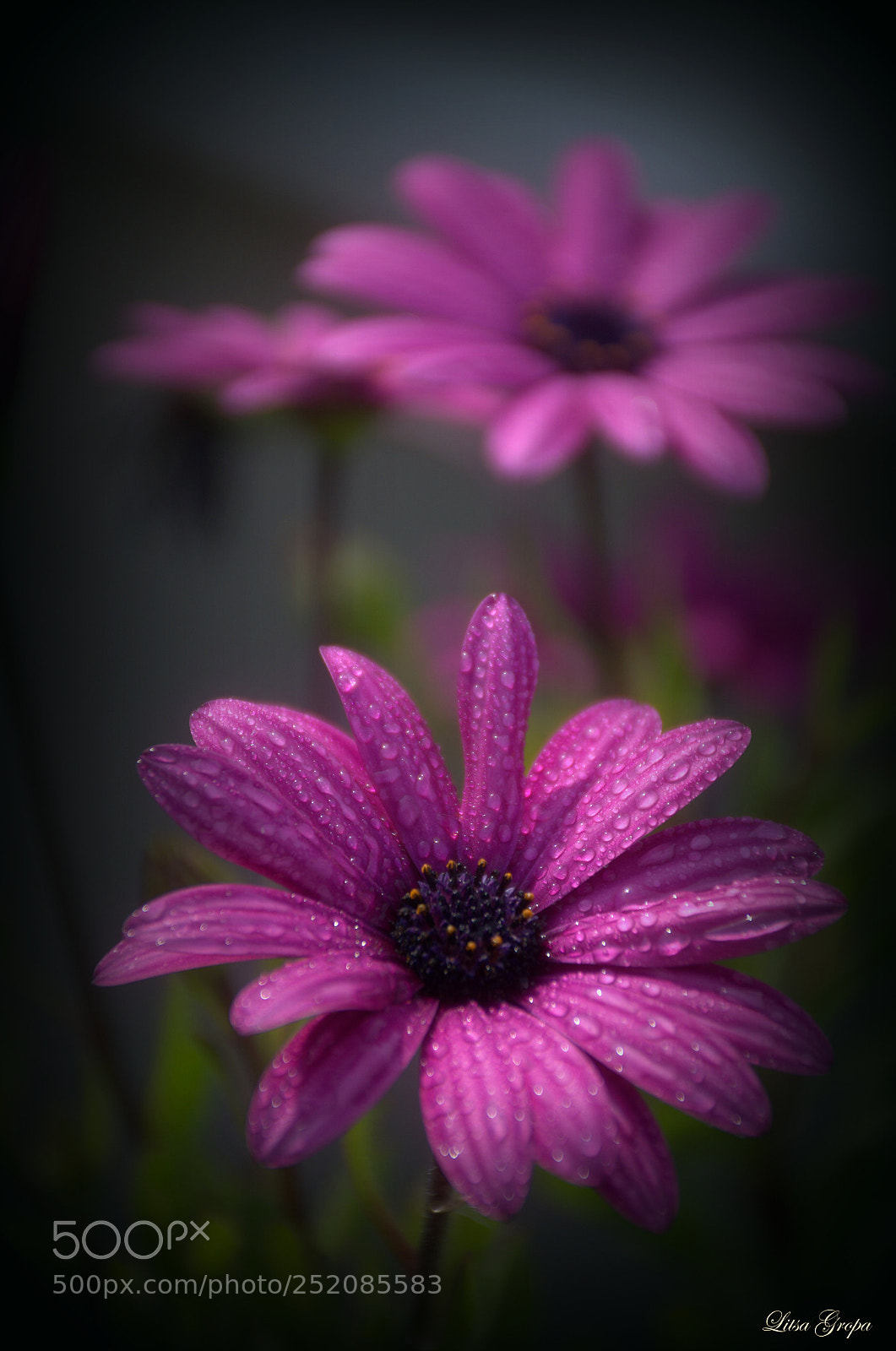 Nikon D5100 sample photo. Untitled photography