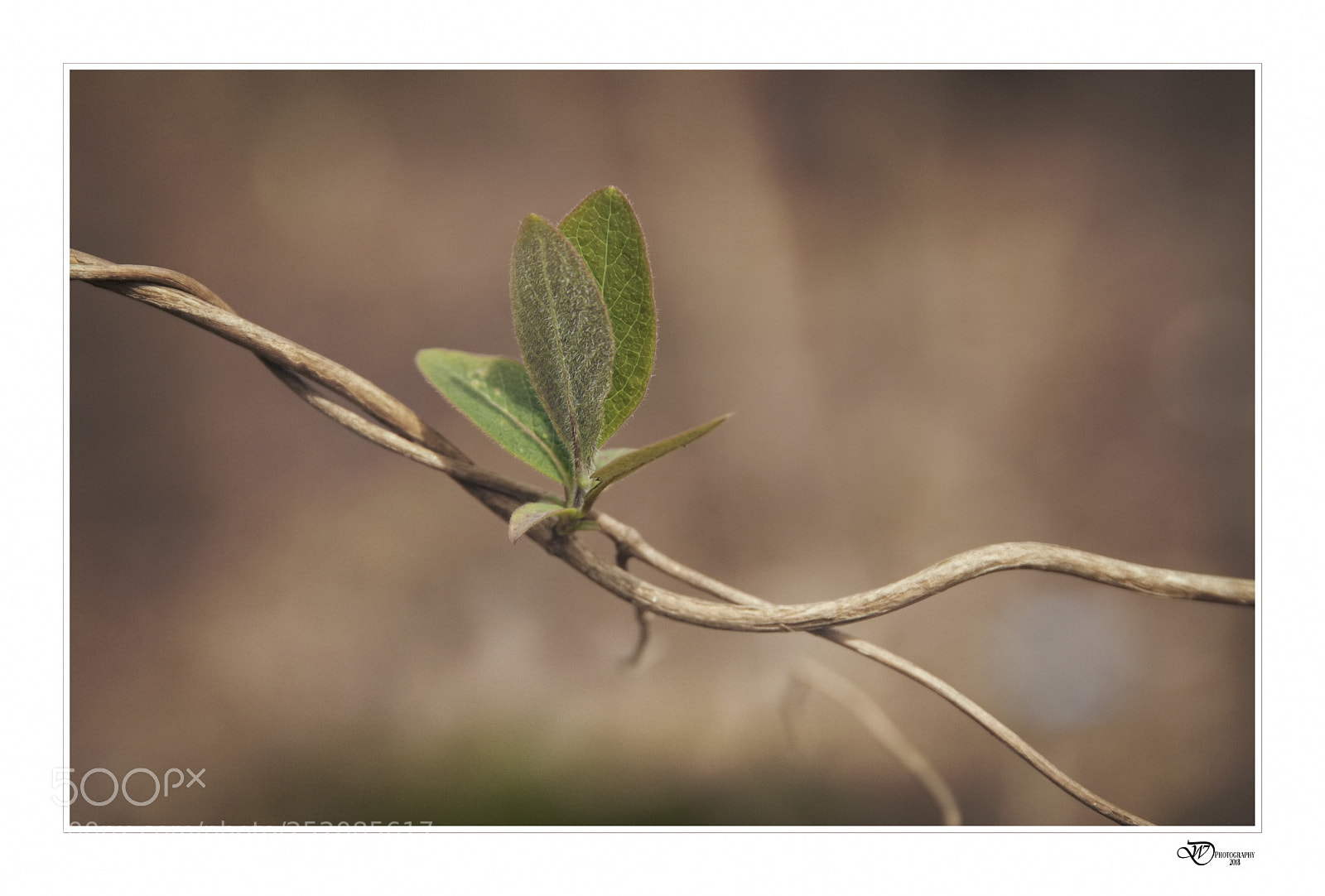Nikon D500 sample photo. Blooming photography