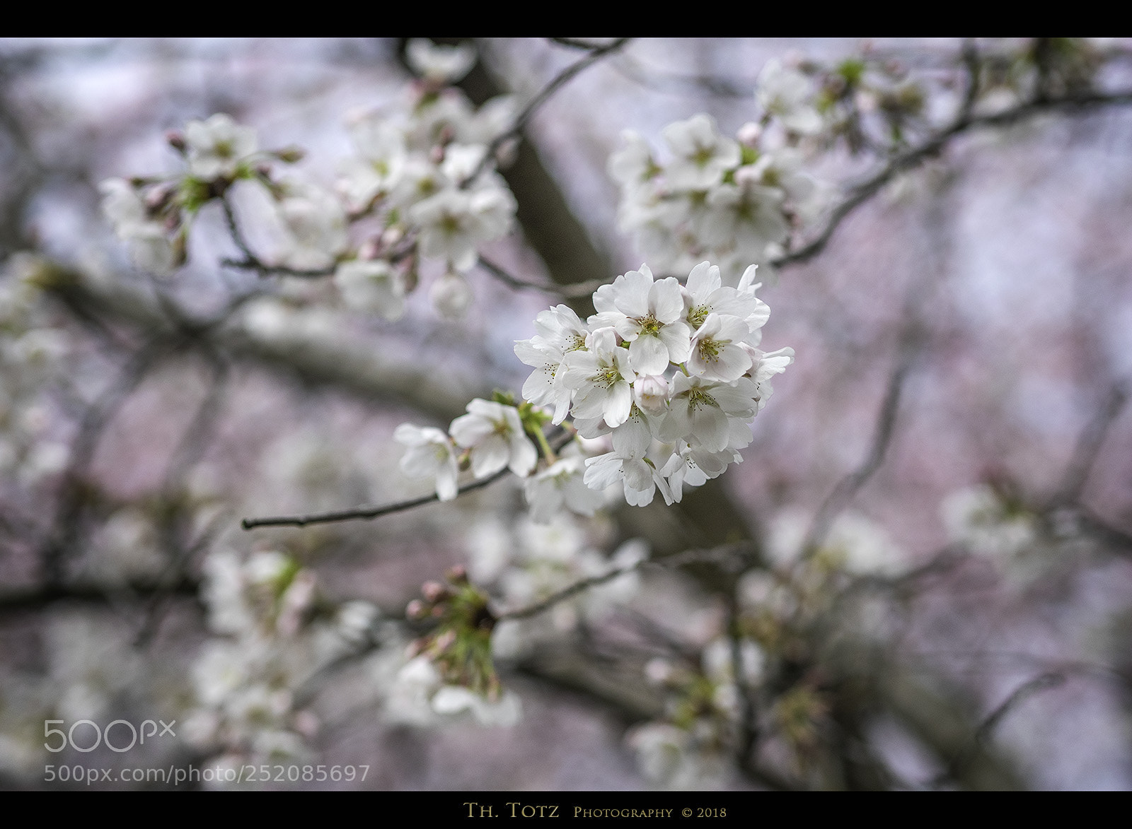 Olympus OM-D E-M1 sample photo. Spring blossom photography