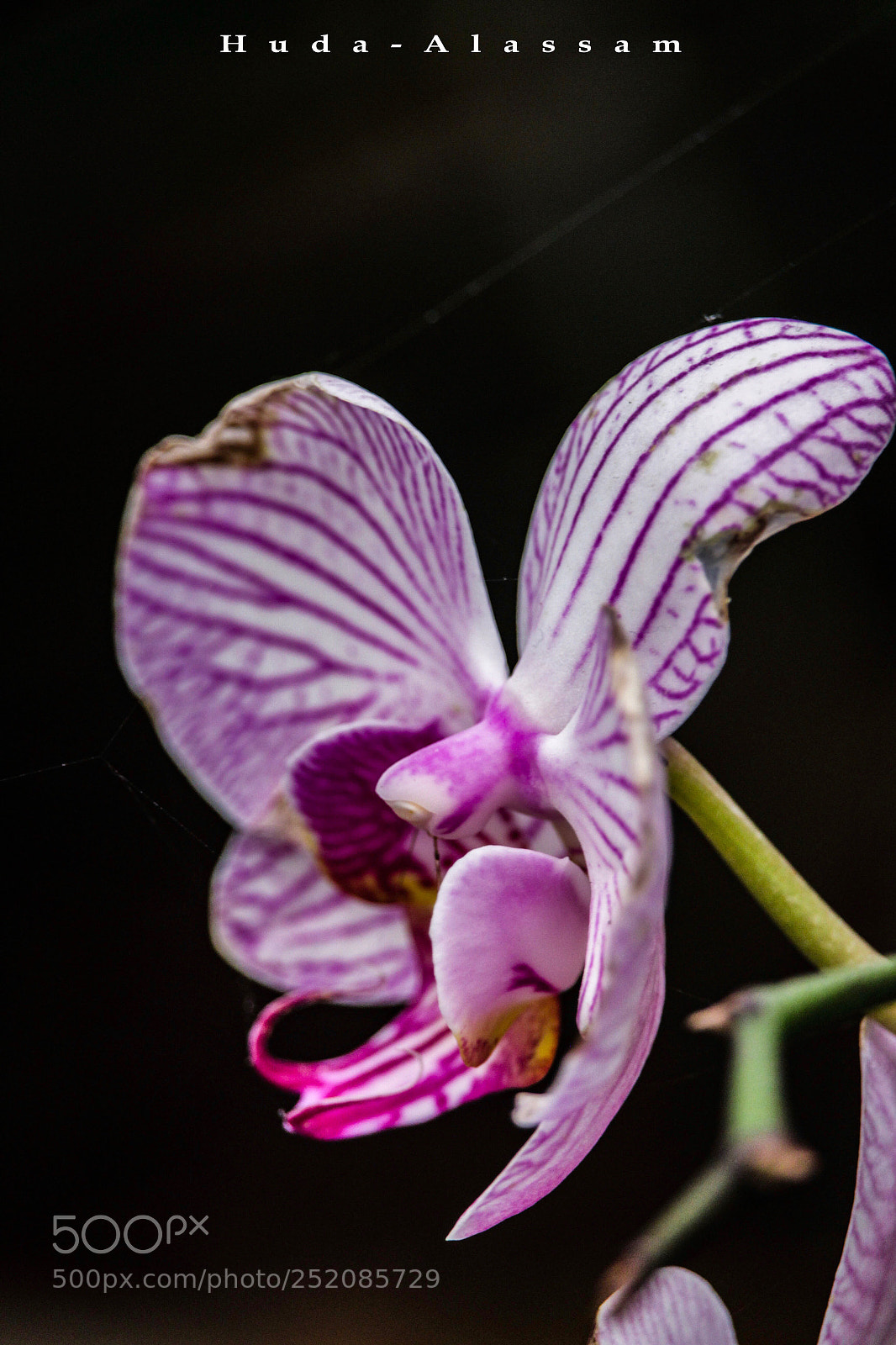 Canon EOS 700D (EOS Rebel T5i / EOS Kiss X7i) sample photo. Untitled photography