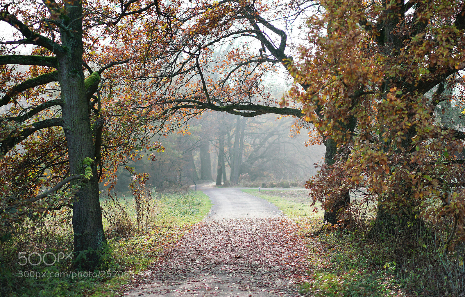 Sony a7R II sample photo. :] photography