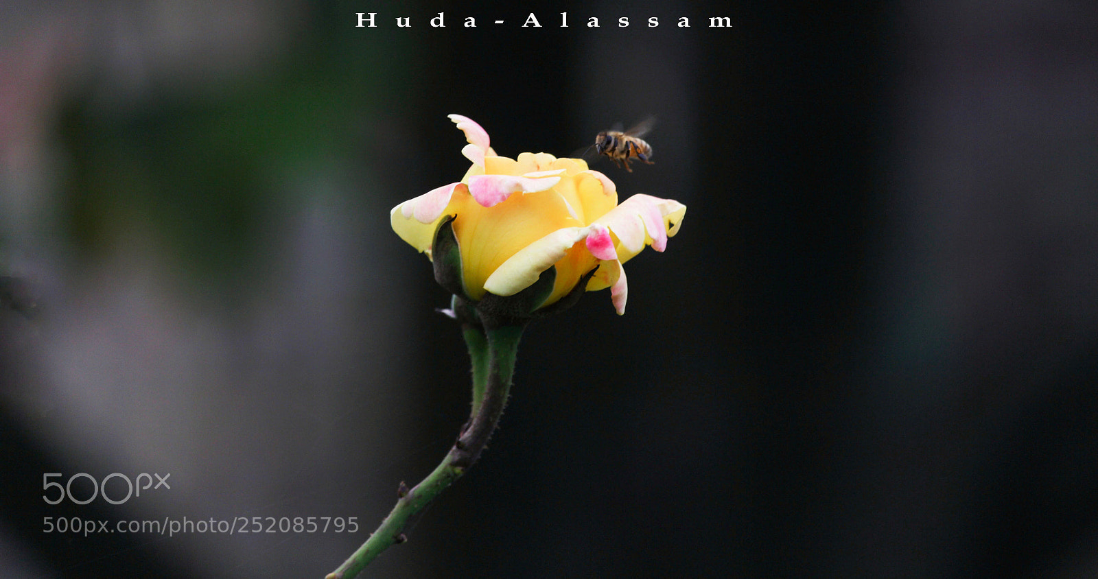 Canon EOS 700D (EOS Rebel T5i / EOS Kiss X7i) sample photo. Untitled photography