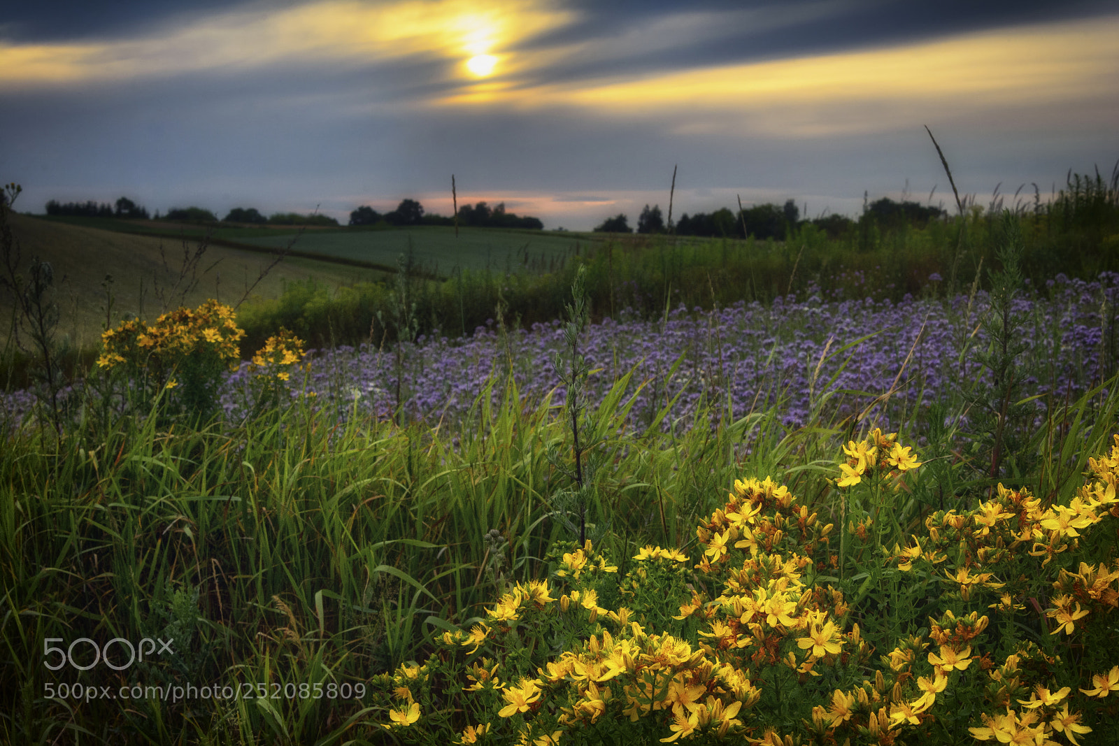 Nikon D7100 sample photo. Wild flowers photography