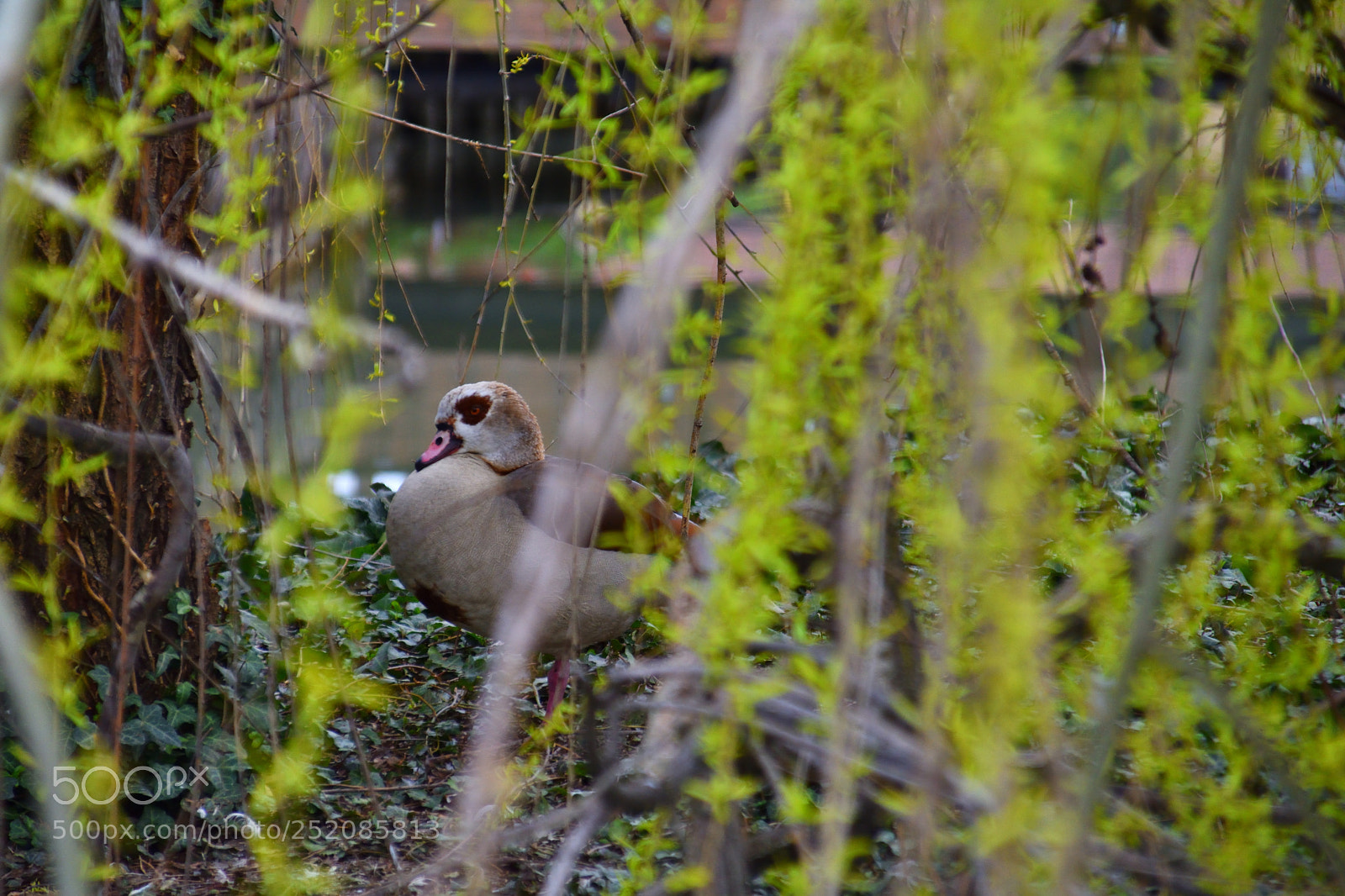 Nikon D3400 sample photo. Tired duck photography