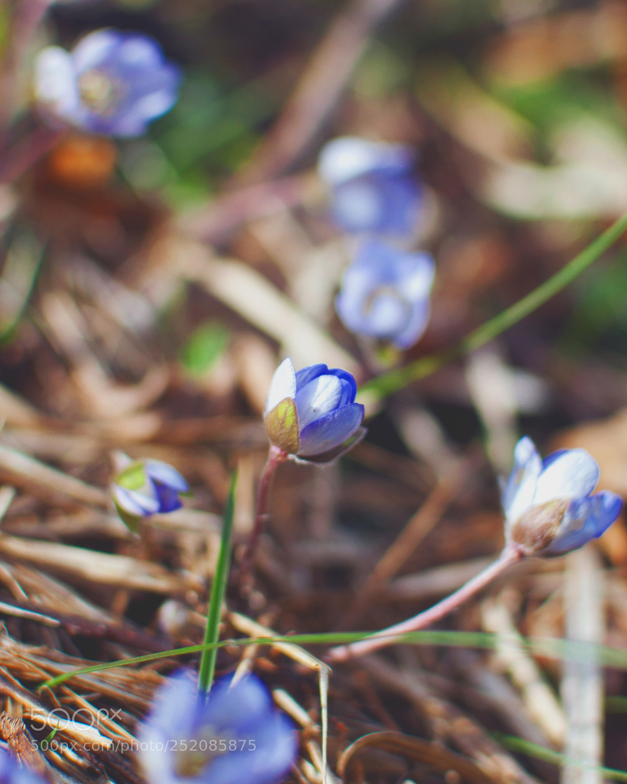 Nikon D2X sample photo. Untitled photography