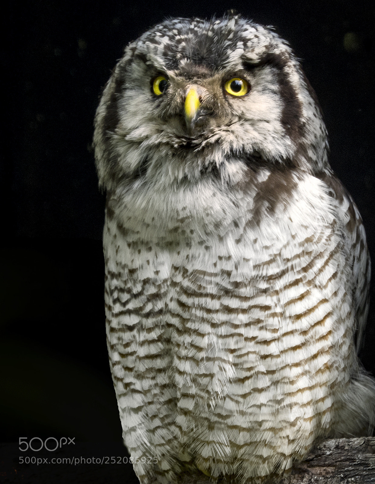 Olympus OM-D E-M1 sample photo. Owl photography