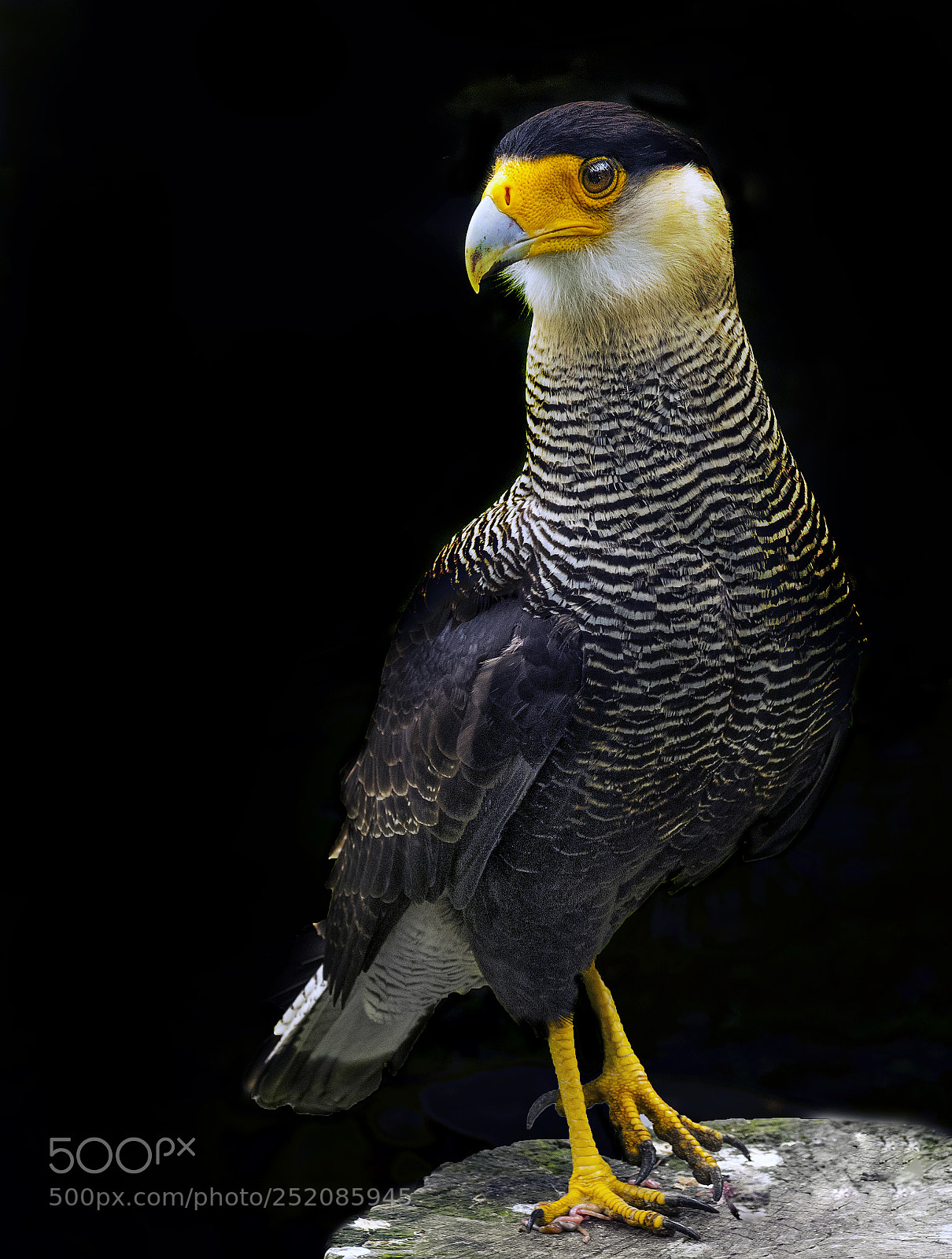 Olympus OM-D E-M1 sample photo. Bird of prey photography