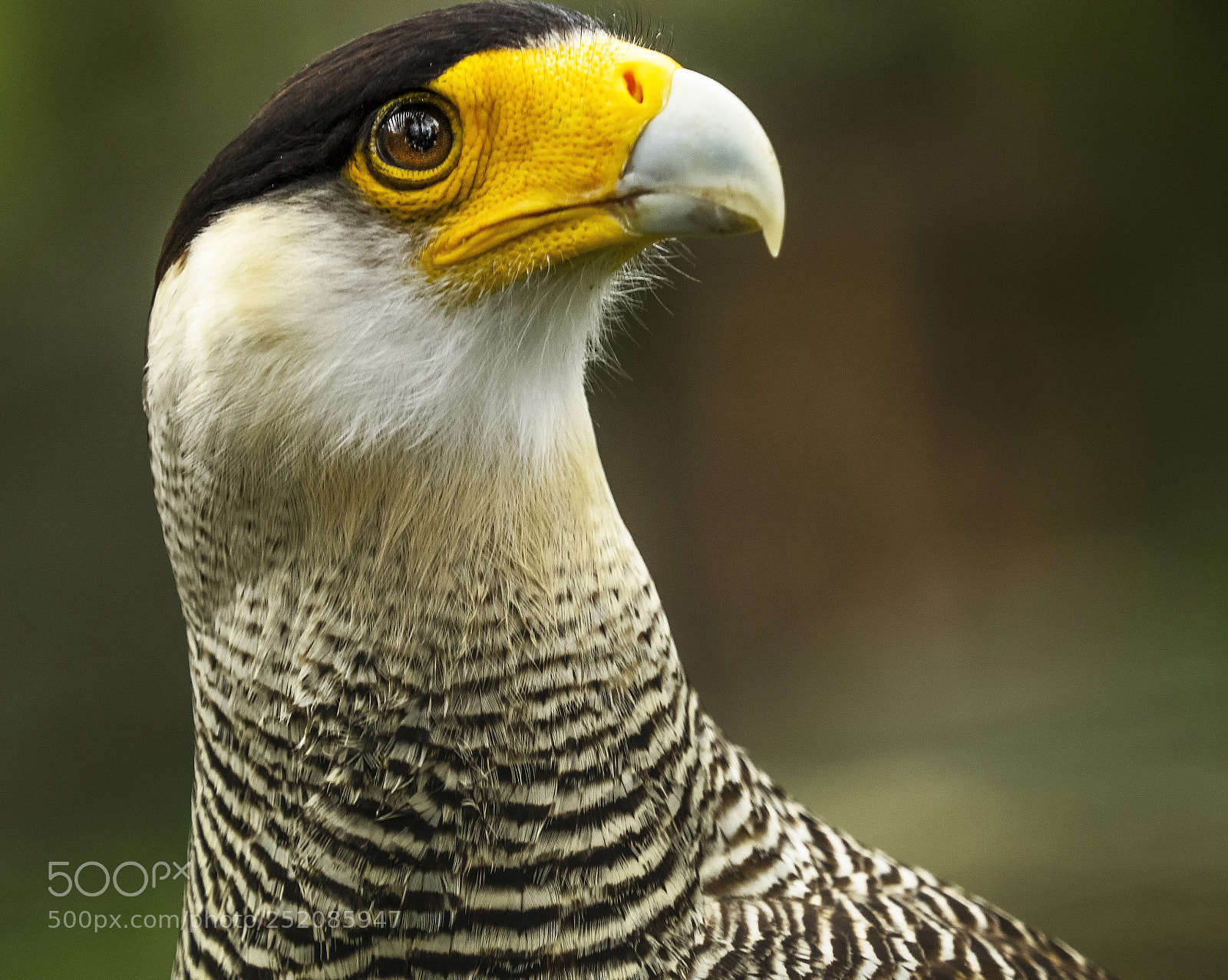 Olympus OM-D E-M1 sample photo. Bird of prey photography