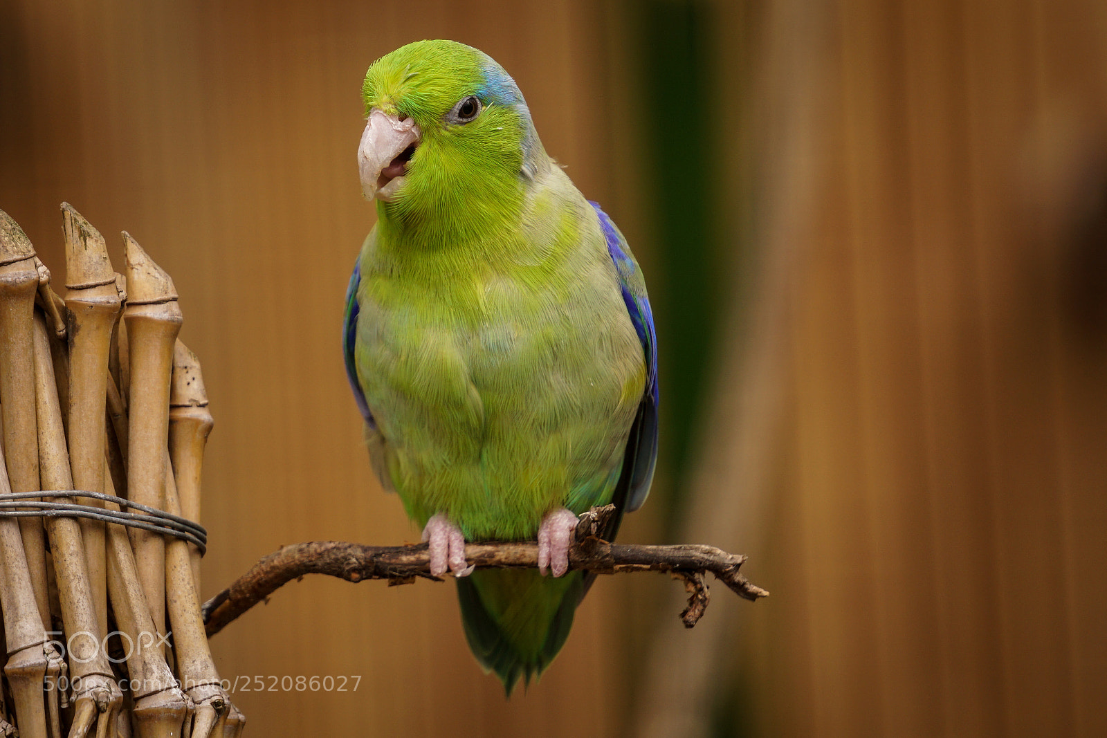 Sony a6000 sample photo. Bird photography