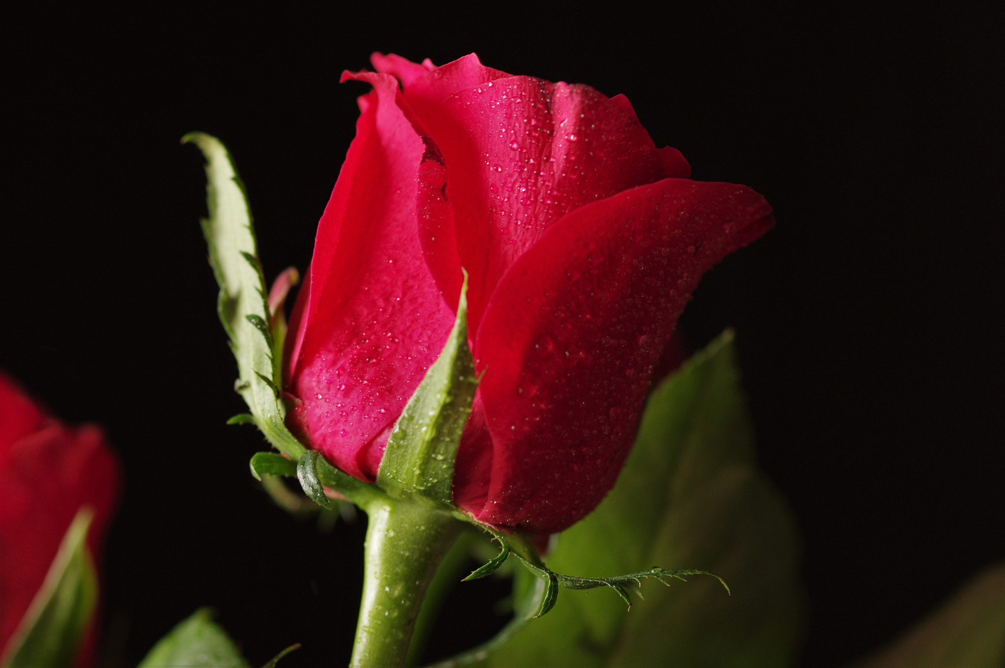 Pentax smc D-FA 50mm F2.8 Macro sample photo. Red flower photography