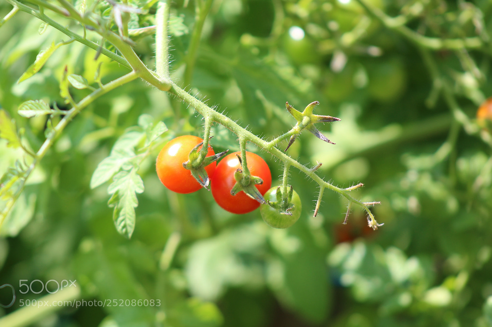 Canon EOS 1200D (EOS Rebel T5 / EOS Kiss X70 / EOS Hi) sample photo. Img photography