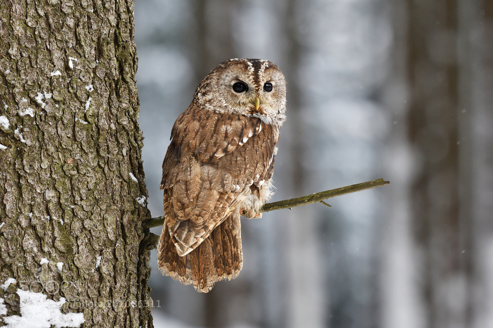 Nikon D500 sample photo. Tawny owl sitting on photography