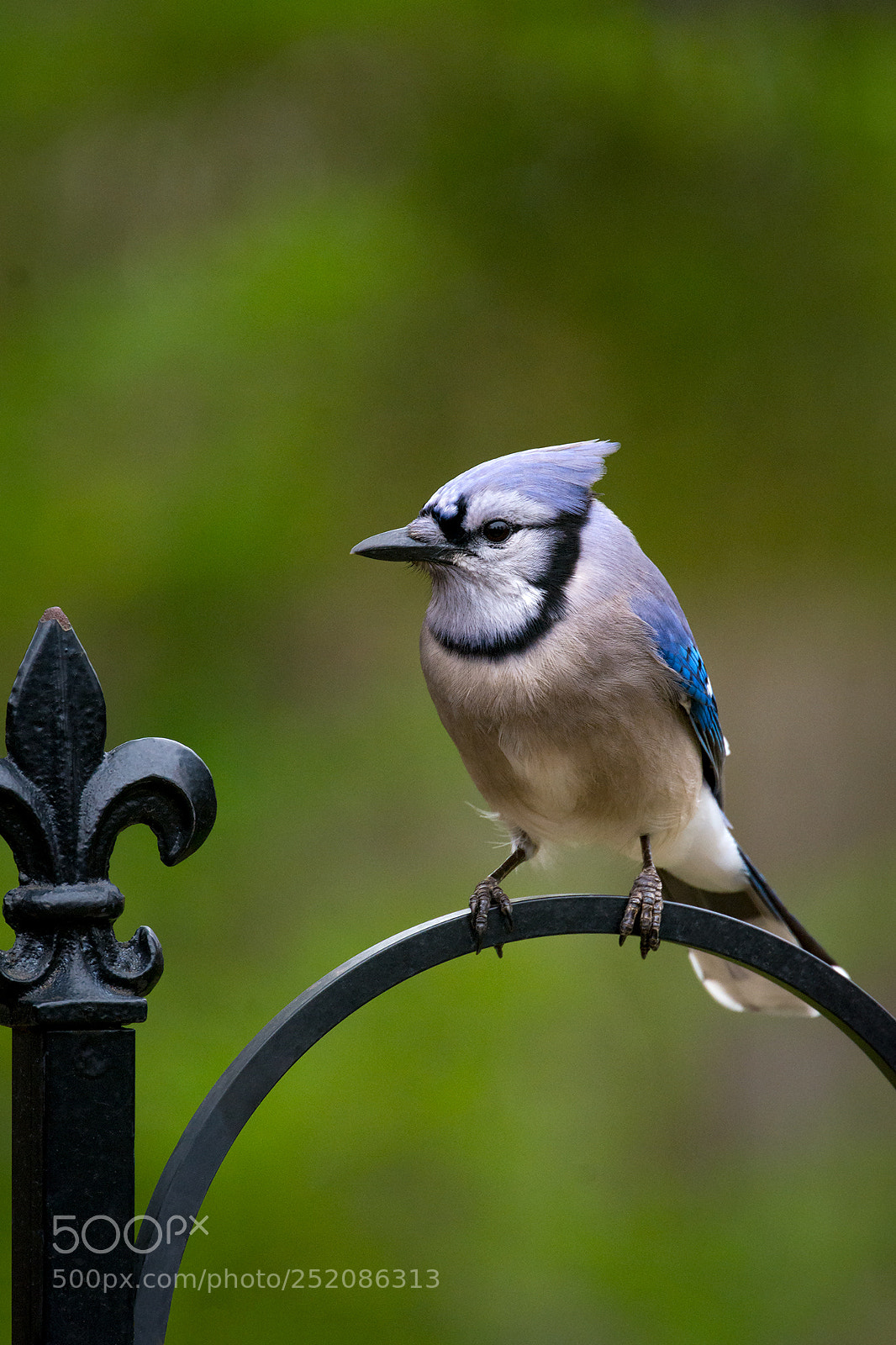Nikon D7100 sample photo. Blue jay photography