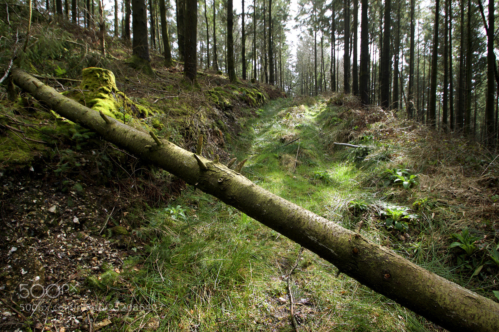 Nikon D3300 sample photo. The fallen tree photography