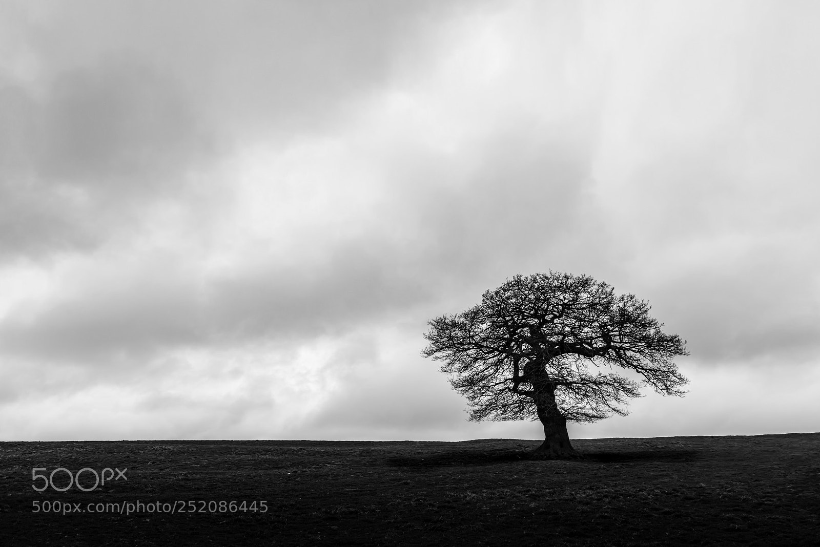 Nikon D810 sample photo. Solitude photography