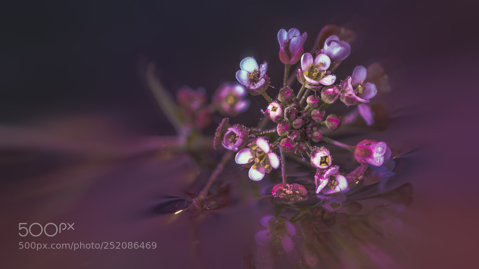 Canon EOS 70D sample photo. Softflower photography