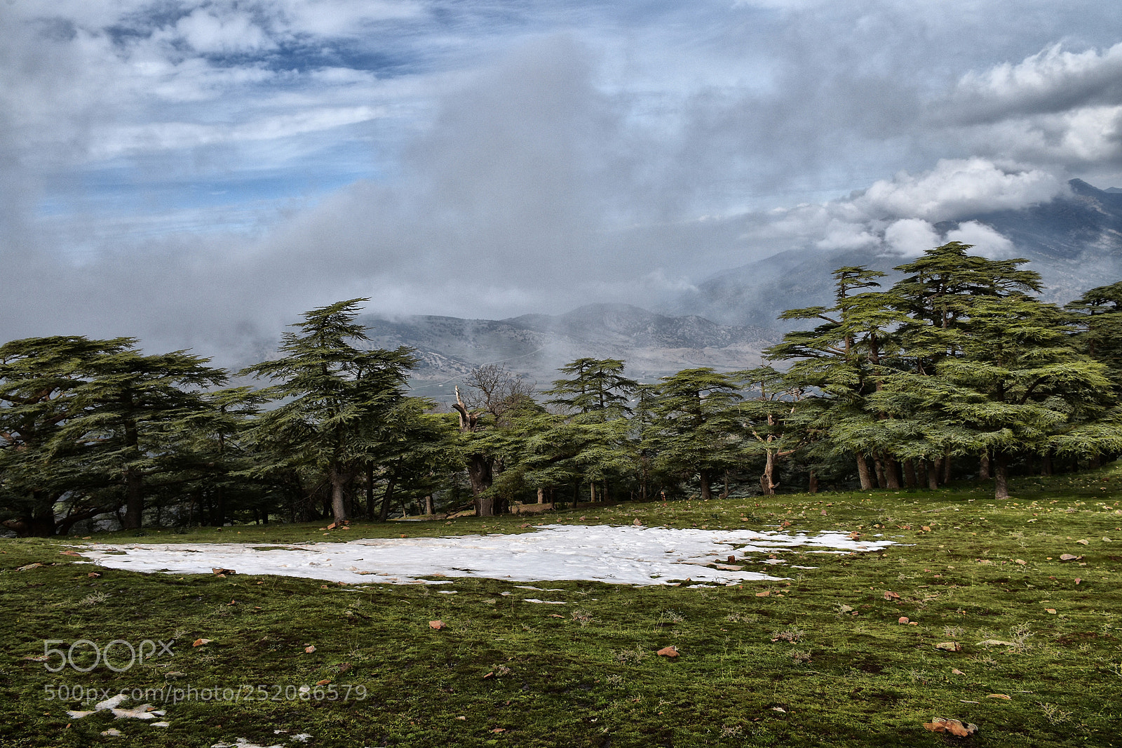 Nikon D5500 sample photo. Cedars in uplands photography
