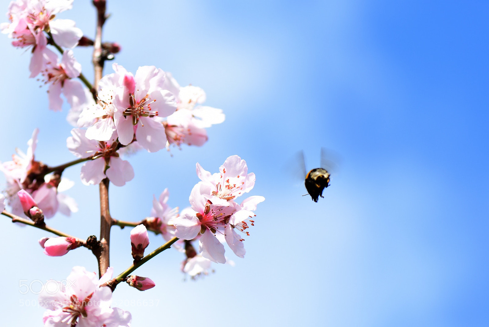 Nikon D500 sample photo. The busy bee has photography