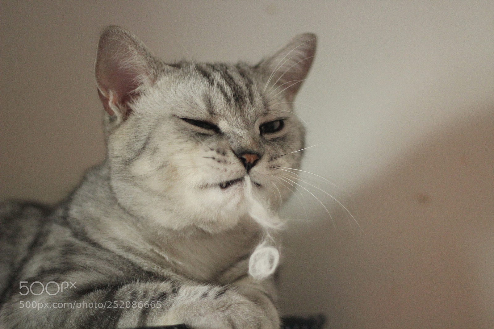 Canon EOS 600D (Rebel EOS T3i / EOS Kiss X5) + Canon EF 50mm F1.8 II sample photo. My cat photography