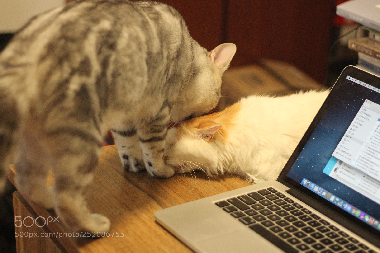 Canon EOS 600D (Rebel EOS T3i / EOS Kiss X5) + Canon EF 50mm F1.8 II sample photo. My cats photography