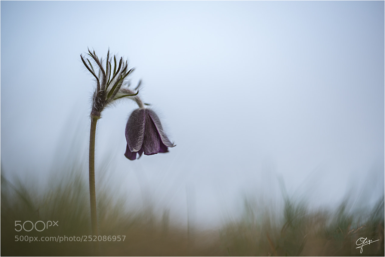 Nikon D610 sample photo. Pulsatilla montana photography