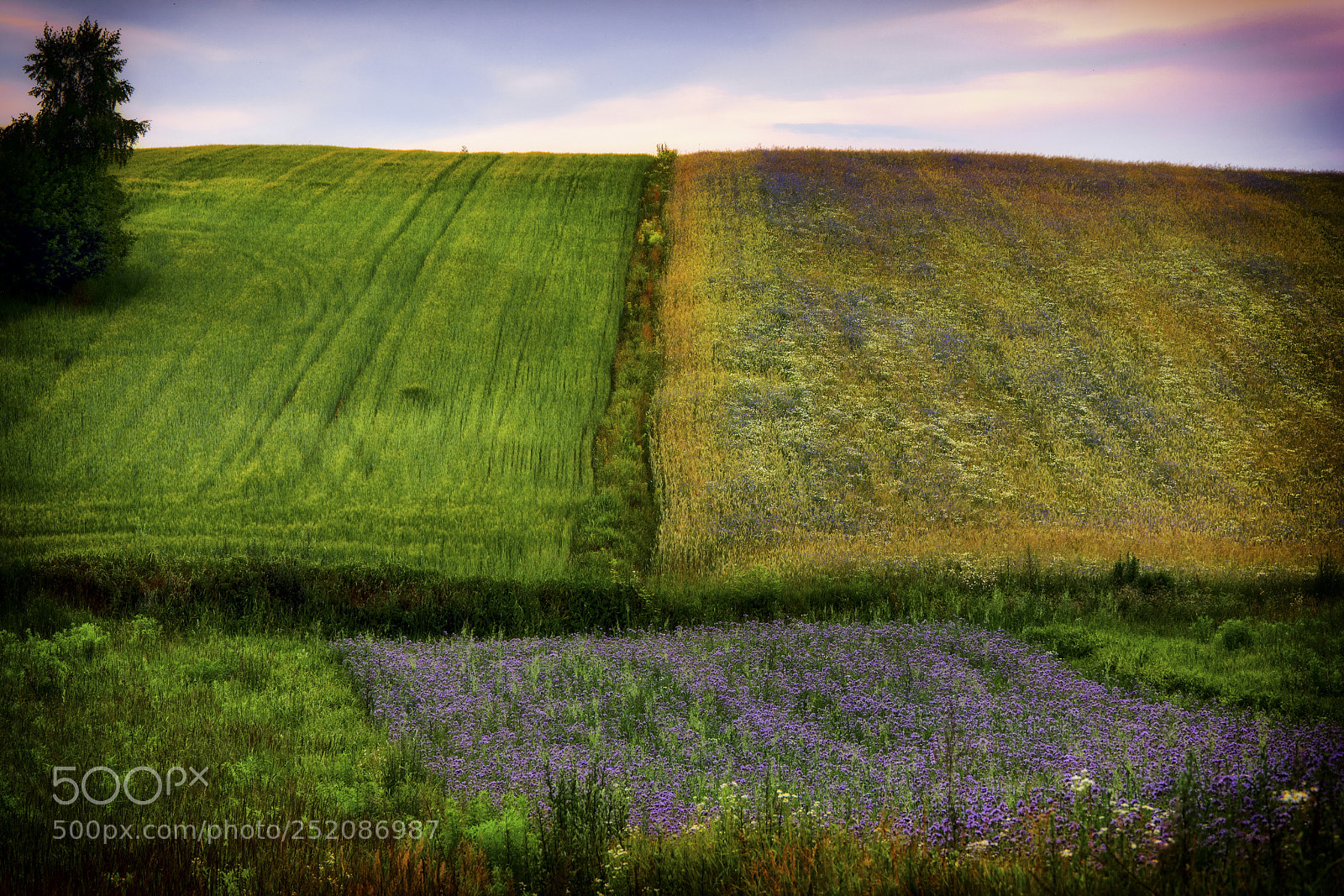 Nikon D7100 sample photo. Summer field photography