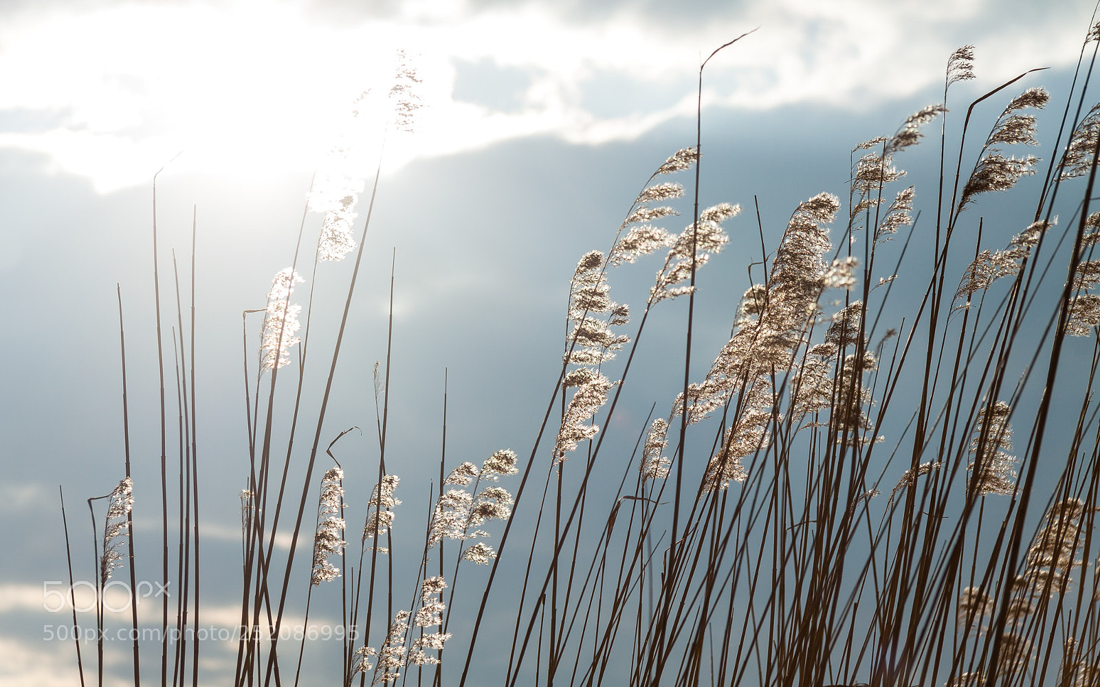 Canon EOS 50D sample photo. Sun at last a photography