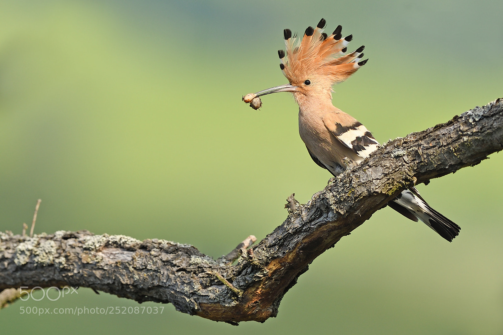 Nikon D500 sample photo. Hoopoe sitting on the photography