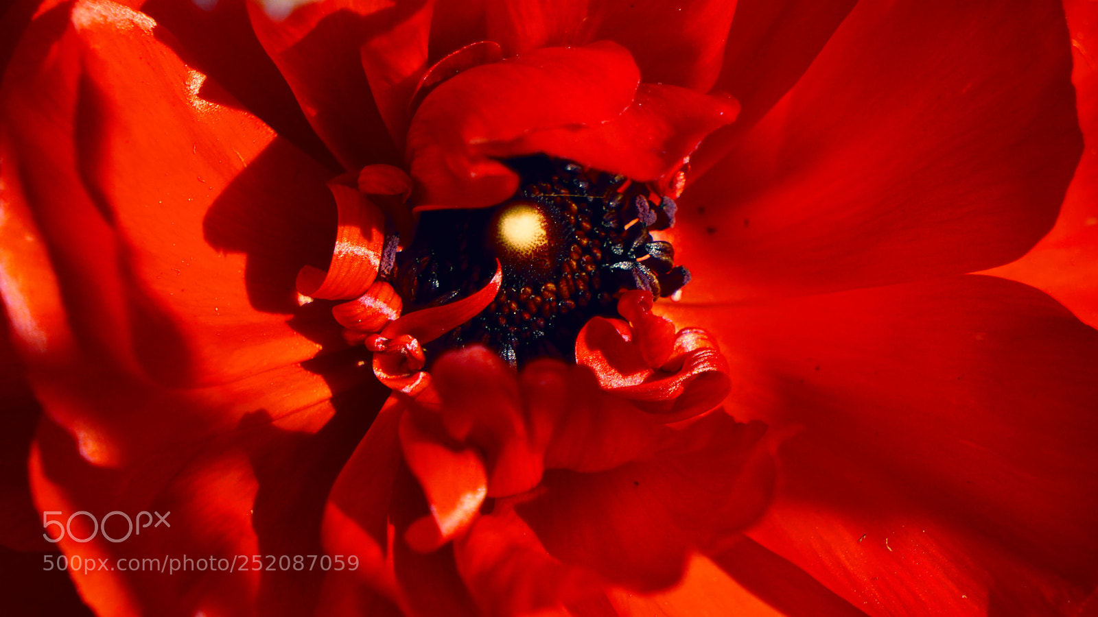 Sony a6300 sample photo. Spring flower photography