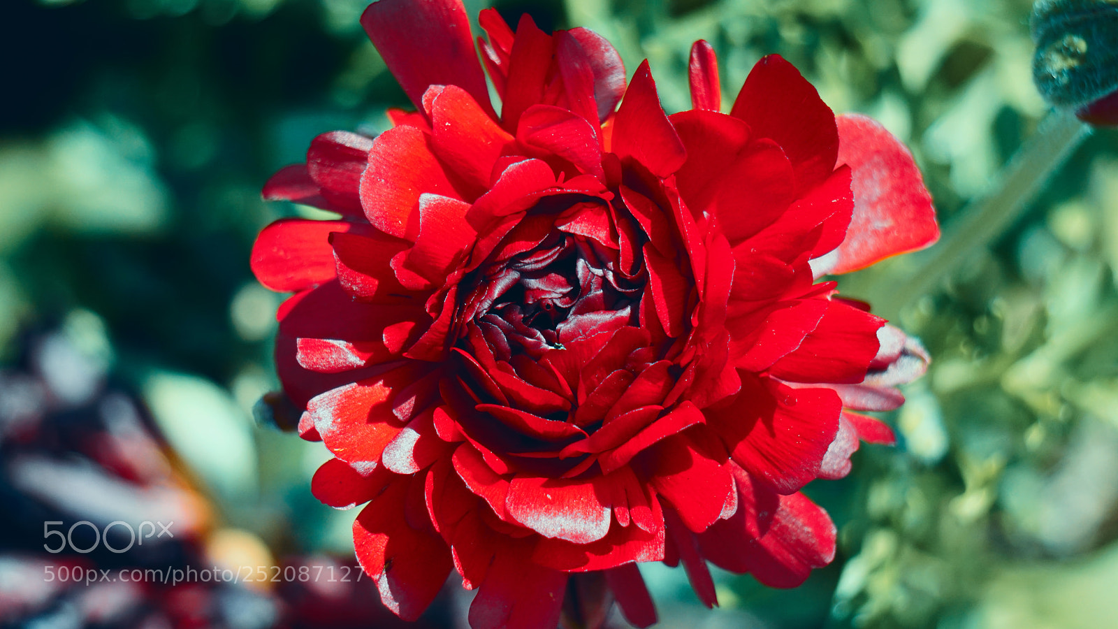 Sony a6300 sample photo. Spring flower photography