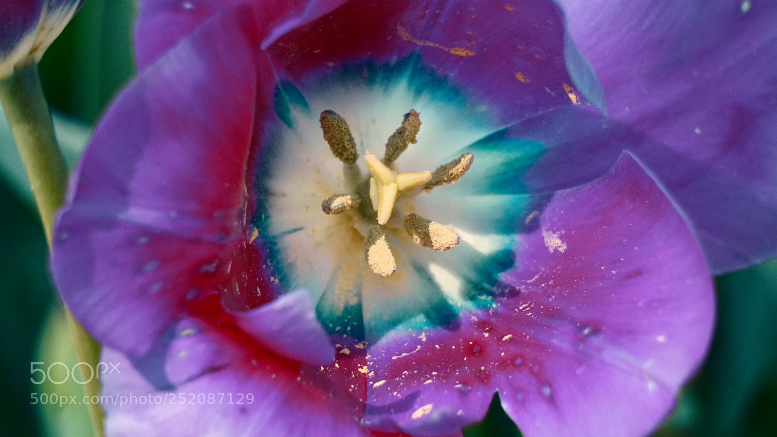 Sony a6300 sample photo. Spring flower photography