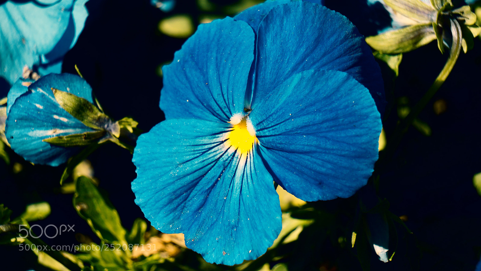 Sony a6300 sample photo. Spring flower photography