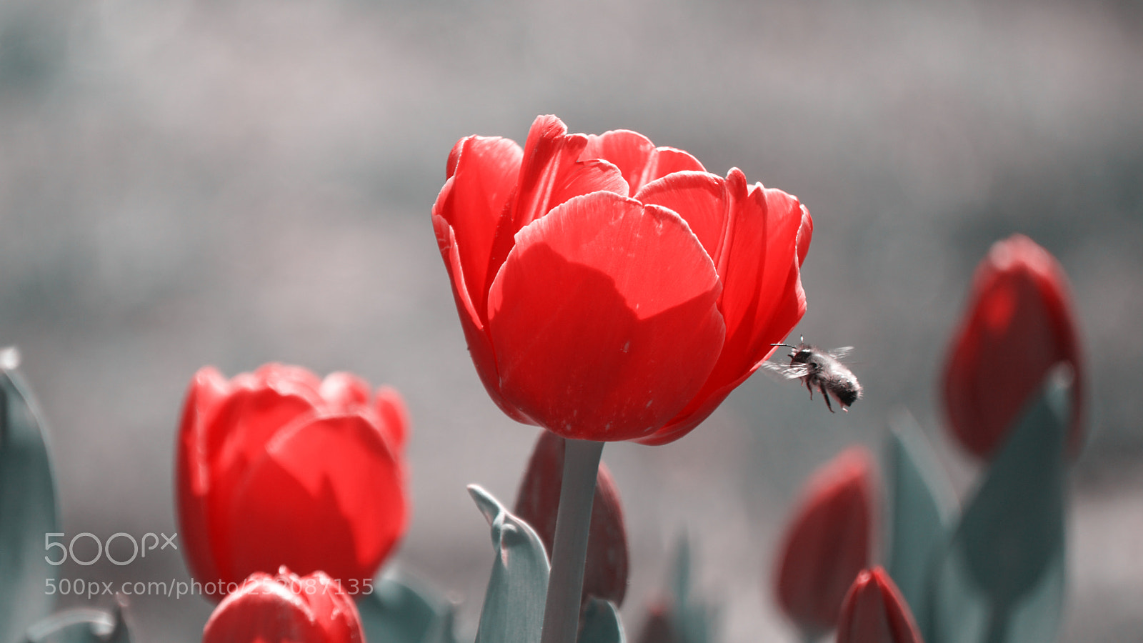 Sony a6300 sample photo. Spring flower photography