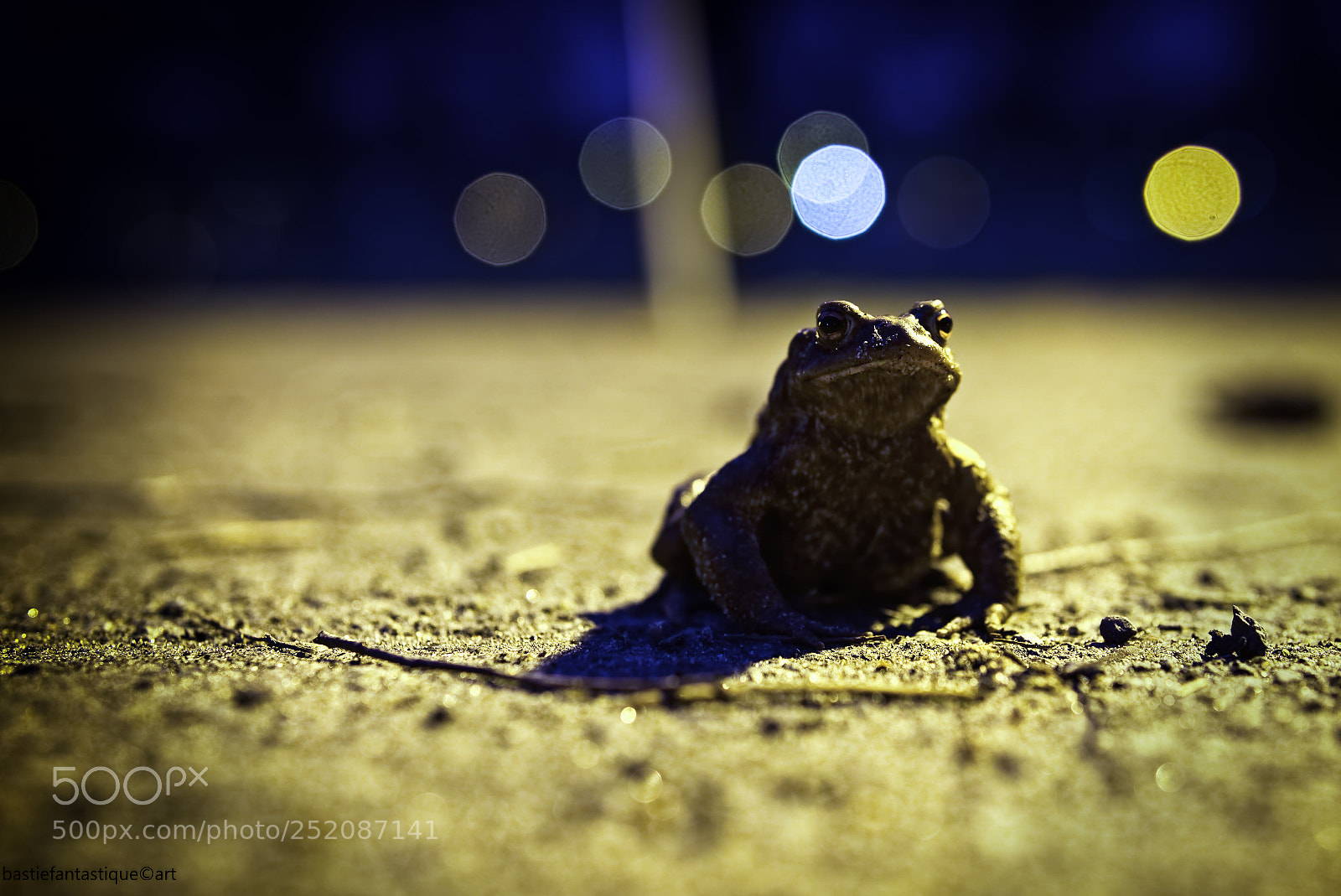 Sony a6000 sample photo. Froschwanderung photography