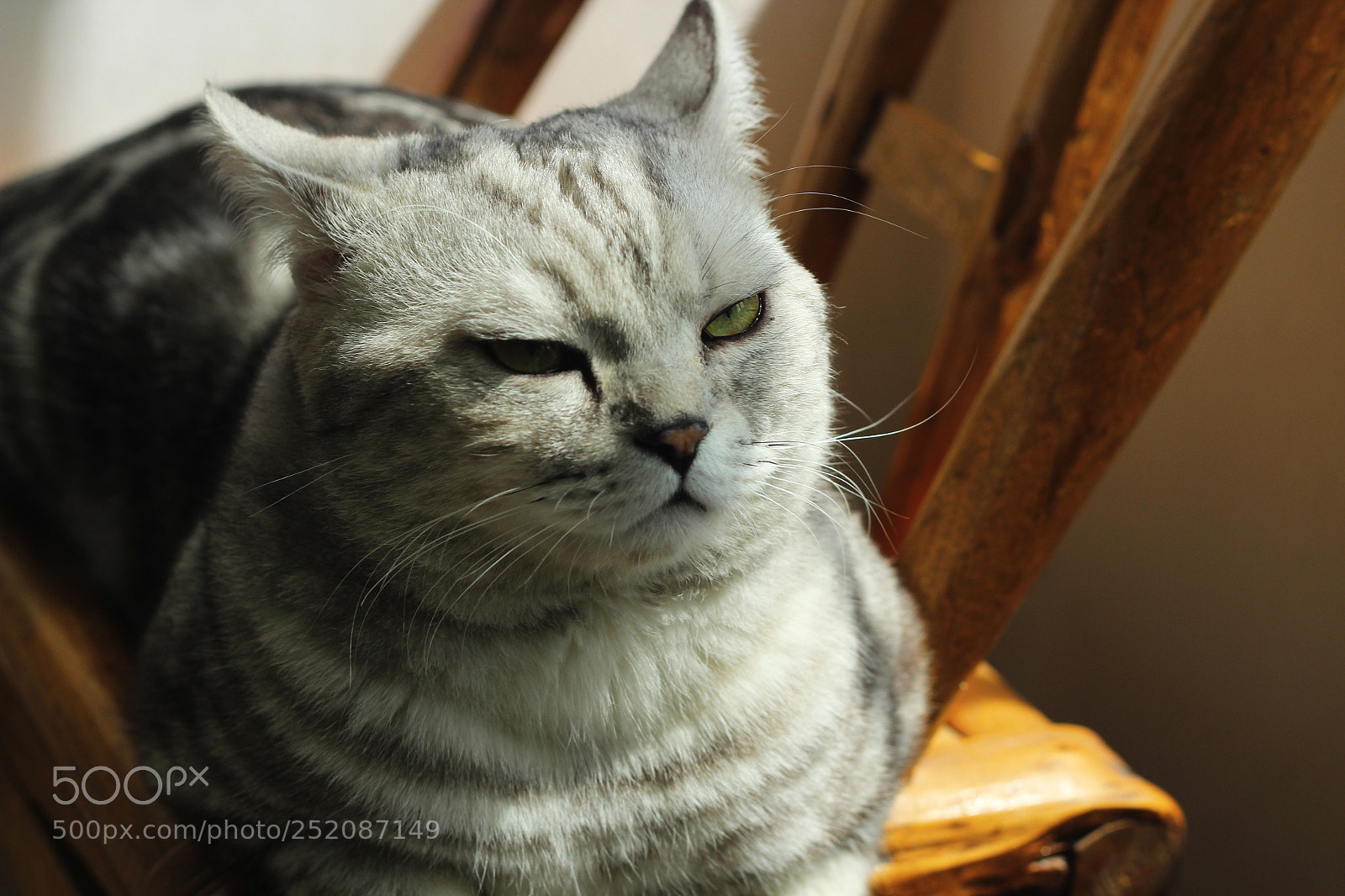Canon EOS 600D (Rebel EOS T3i / EOS Kiss X5) sample photo. My cat photography