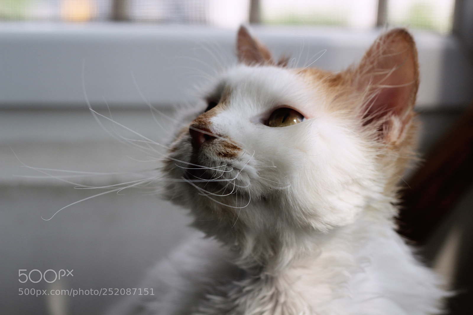 Canon EOS 600D (Rebel EOS T3i / EOS Kiss X5) sample photo. My cat photography