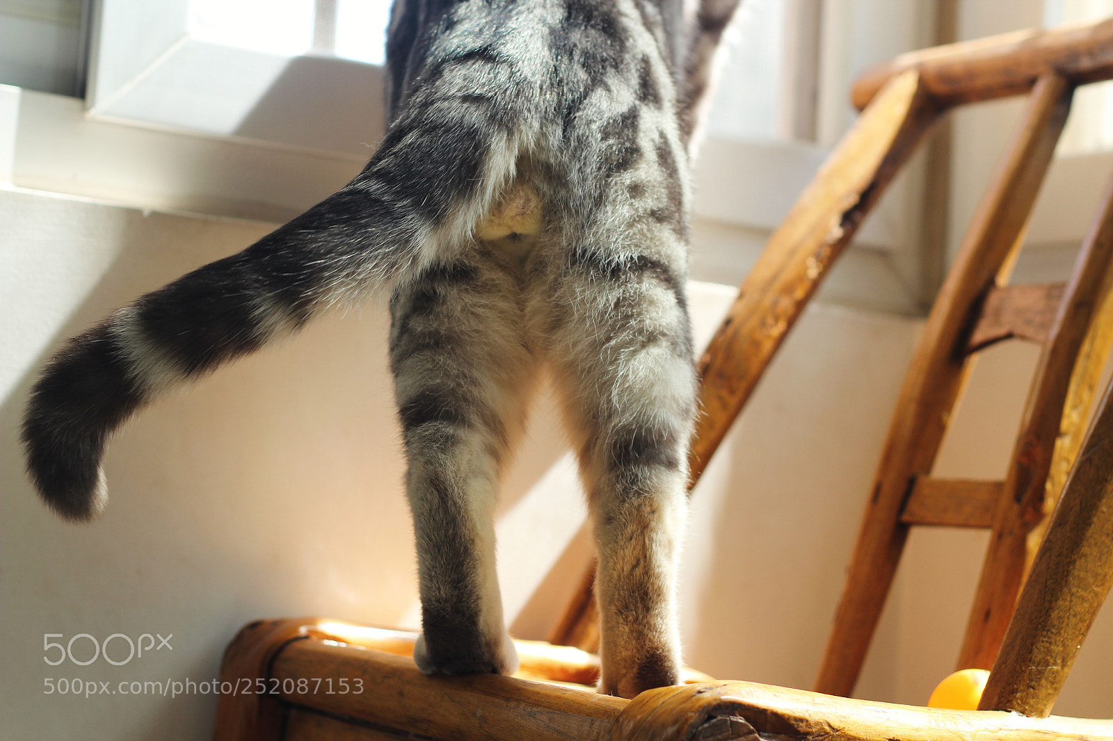 Canon EOS 600D (Rebel EOS T3i / EOS Kiss X5) sample photo. My cat photography