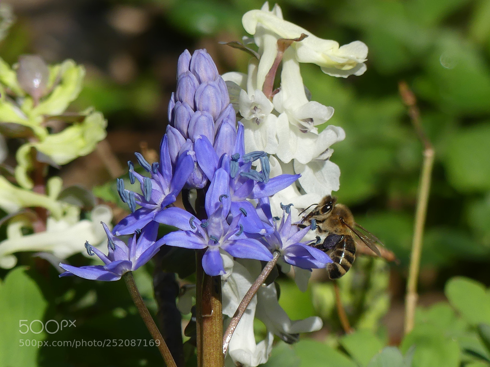 Panasonic Lumix DMC-FZ300 sample photo. Squill herold of spring photography